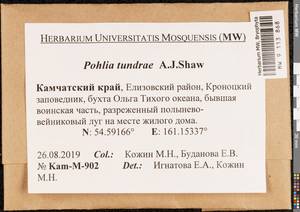 Pohlia tundrae A.J. Shaw, Bryophytes, Bryophytes - Chukotka & Kamchatka (B21) (Russia)