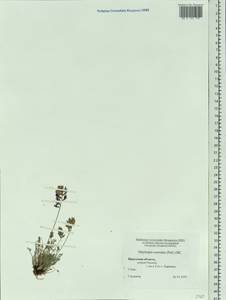 Oxytropis coerulea (Pall.) DC., Siberia, Baikal & Transbaikal region (S4) (Russia)