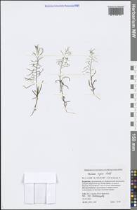 Thesium repens Ledeb., Siberia, Baikal & Transbaikal region (S4) (Russia)