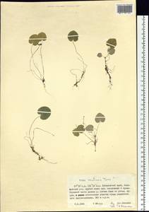 Viola tenuicornis subsp. ircutiana (Turcz.) Espeut, Siberia, Russian Far East (S6) (Russia)