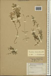 Cerastium biebersteinii DC., Crimea (KRYM) (Russia)