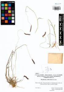 Hordeum roshevitzii Bowden, Siberia, Baikal & Transbaikal region (S4) (Russia)