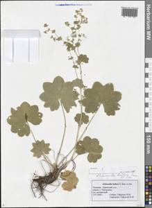 Alchemilla baltica Sam. ex Juz., Eastern Europe, Middle Volga region (E8) (Russia)