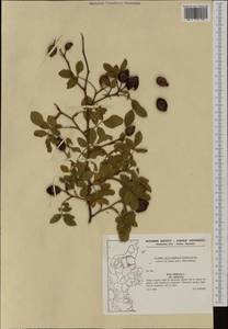 Rosa rubiginosa L., Western Europe (EUR) (Denmark)