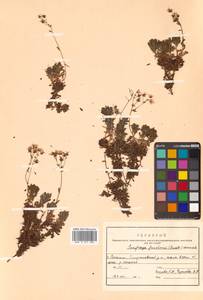 Saxifraga cherlerioides D. Don, Siberia, Russian Far East (S6) (Russia)