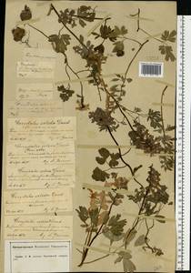 Corydalis solida (L.) Clairv., Eastern Europe, Central forest-and-steppe region (E6) (Russia)