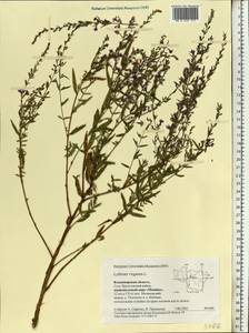 Lythrum virgatum L., Eastern Europe, Central region (E4) (Russia)