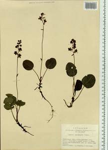 Pyrola asarifolia subsp. incarnata (DC.) A. E. Murray, Siberia, Baikal & Transbaikal region (S4) (Russia)