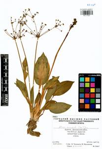 Alisma plantago-aquatica subsp. orientale (Sam.) Sam., Siberia, Baikal & Transbaikal region (S4) (Russia)