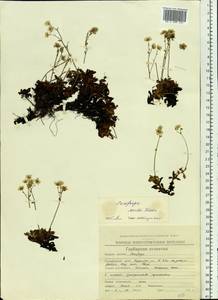 Micranthes merkii subsp. merkii, Siberia, Chukotka & Kamchatka (S7) (Russia)