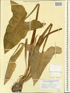 Arum italicum subsp. albispathum (Steven ex Ledeb.) Prime, Caucasus, Black Sea Shore (from Novorossiysk to Adler) (K3) (Russia)