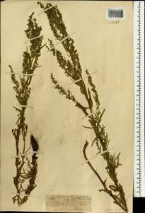 Artemisia dracunculus L., Mongolia (MONG) (Mongolia)