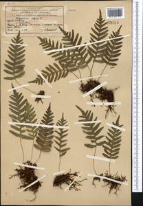 Polypodium vulgare L., Middle Asia, Northern & Central Tian Shan (M4) (Kyrgyzstan)