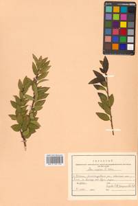 Ilex rugosa F.Schmidt, Siberia, Russian Far East (S6) (Russia)