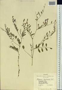 Corethrodendron fruticosum (Pall.) B.H.Choi & H.Ohashi, Siberia, Altai & Sayany Mountains (S2) (Russia)