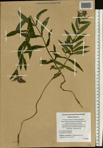 Stachys palustris L., Eastern Europe, North-Western region (E2) (Russia)