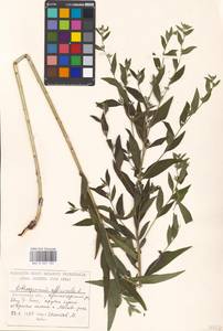 Lithospermum officinale L., Eastern Europe, Moscow region (E4a) (Russia)