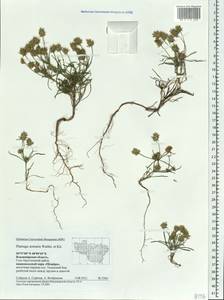 Plantago arenaria Waldst. & Kit., Eastern Europe, Central region (E4) (Russia)