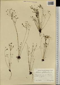 Androsace septentrionalis L., Siberia, Chukotka & Kamchatka (S7) (Russia)