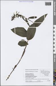 Epipactis helleborine (L.) Crantz, Eastern Europe, Central region (E4) (Russia)