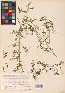 Vicia sylvatica L., Eastern Europe, Northern region (E1) (Russia)