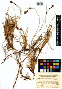 Carex sabulosa Turcz. ex Kunth, Siberia, Baikal & Transbaikal region (S4) (Russia)