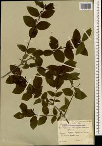 Lonicera caucasica subsp. orientalis (Lam.) D. F. Chamb. & Long, Caucasus, South Ossetia (K4b) (South Ossetia)