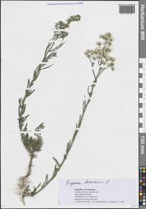 Erigeron bonariensis L., Middle Asia, Syr-Darian deserts & Kyzylkum (M7) (Uzbekistan)