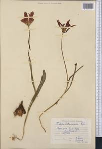 Tulipa ostrowskiana Regel, Middle Asia, Northern & Central Tian Shan (M4) (Kazakhstan)
