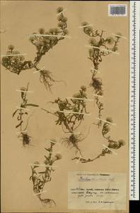 Symphyotrichum ciliatum (Ledeb.) G. L. Nesom, South Asia, South Asia (Asia outside ex-Soviet states and Mongolia) (ASIA) (China)