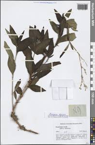 Koenigia alpina (All.) T. M. Schust. & Reveal, Siberia, Altai & Sayany Mountains (S2) (Russia)