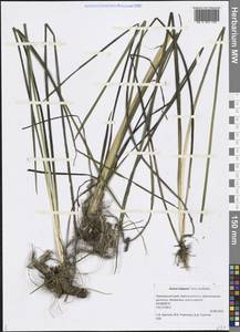 Acorus calamus var. angustatus Besser, Siberia, Russian Far East (S6) (Russia)