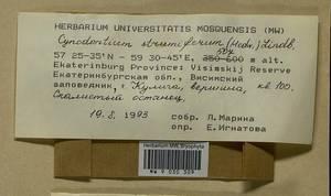 Cynodontium strumiferum (Hedw.) Lindb., Bryophytes, Bryophytes - Permsky Krai, Udmurt Republic, Sverdlovsk & Kirov Oblasts (B8) (Russia)