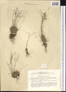 Poa pseudoabbreviata Roshev., Siberia, Chukotka & Kamchatka (S7) (Russia)