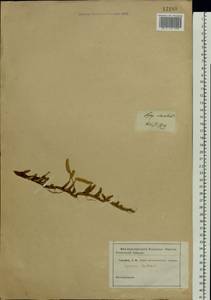 Lycopodium clavatum L., Eastern Europe (no precise locality) (E0) (Not classified)