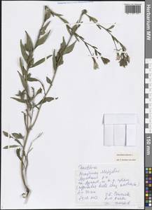 Oenothera biennis L., Eastern Europe, Middle Volga region (E8) (Russia)