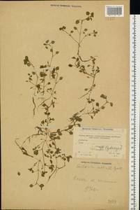 Stellaria media (L.) Vill., Eastern Europe, Moscow region (E4a) (Russia)