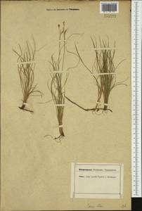 Carex alba Scop., Western Europe (EUR) (Not classified)