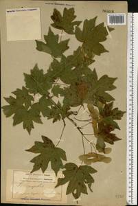 Acer campestre L., Eastern Europe, Central forest-and-steppe region (E6) (Russia)