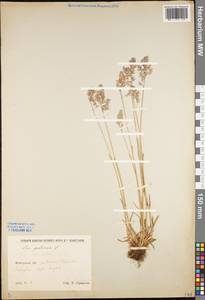 Poa pratensis L., Eastern Europe, North-Western region (E2) (Russia)