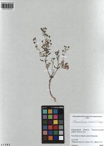 Chaenorhinum minus, Siberia, Altai & Sayany Mountains (S2) (Russia)