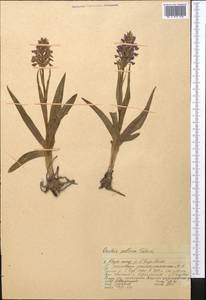 Dactylorhiza salina (Turcz. ex Lindl.) Soó, Middle Asia, Western Tian Shan & Karatau (M3) (Kazakhstan)