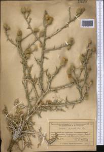 Cousinia dissecta Kar. & Kir., Middle Asia, Muyunkumy, Balkhash & Betpak-Dala (M9) (Kazakhstan)