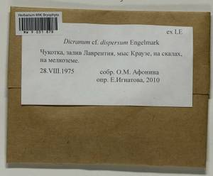 Dicranum dispersum Engelmark, Bryophytes, Bryophytes - Chukotka & Kamchatka (B21) (Russia)