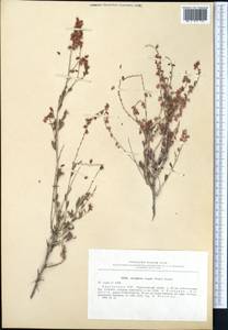 Atraphaxis virgata (Regel) Krasn., Middle Asia, Pamir & Pamiro-Alai (M2) (Kyrgyzstan)