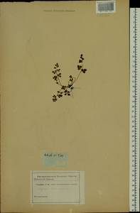 Asplenium ruta-muraria L., Siberia (no precise locality) (S0) (Russia)