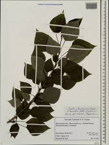 Populus ×berolinensis K. Koch, Eastern Europe, Central forest region (E5) (Russia)