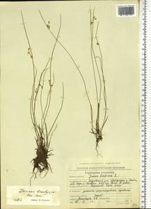 Juncus brachyspathus Maxim., Siberia, Chukotka & Kamchatka (S7) (Russia)