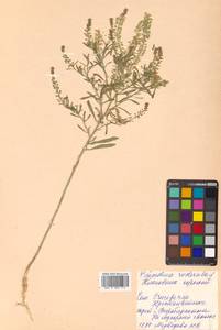 Lepidium ruderale L., Siberia, Russian Far East (S6) (Russia)