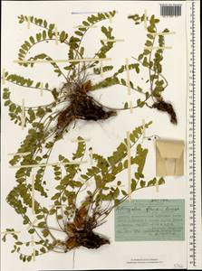 Astragalus frickii Bunge, Caucasus, Abkhazia (K4a) (Abkhazia)